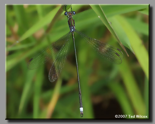 Swamp Spreadwing (Lestes vigilax)