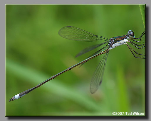 Swamp Spreadwing (Lestes vigilax)
