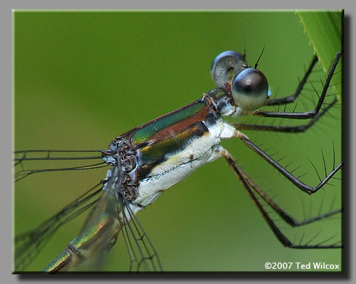 Swamp Spreadwing (Lestes vigilax)