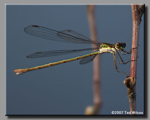 Swamp Spreadwing (Lestes vigilax)