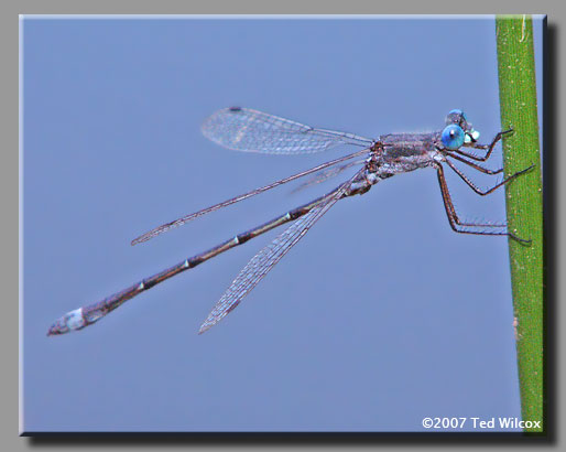 Sweetflag Spreadwing (Lestes forcipatus)