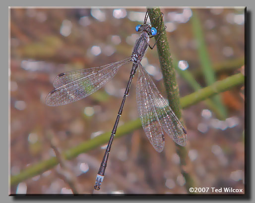 Sweetflag Spreadwing (Lestes forcipatus)