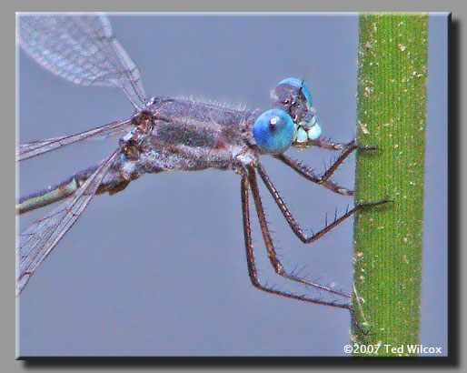 Sweetflag Spreadwing (Lestes forcipatus)