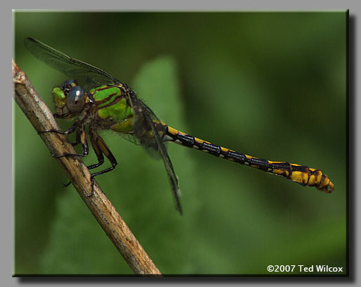 Appalachian Snaketail (Ophiogomphus incurvatus)