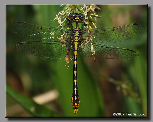 Appalachian Snaketail (Ophiogomphus incurvatus)