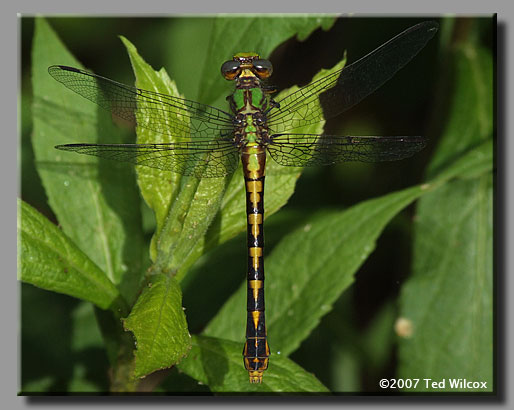 Appalachian Snaketail (Ophiogomphus incurvatus)