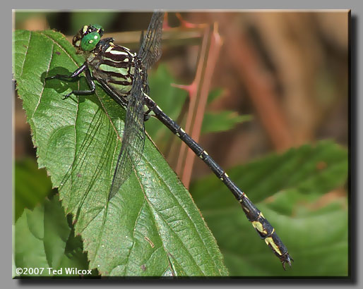 Arrow Clubtail (Stylurus spiniceps)