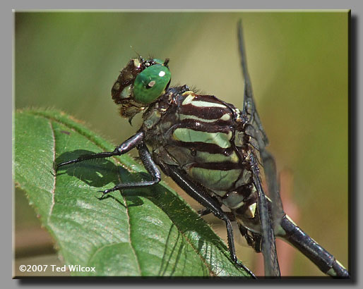 Arrow Clubtail (Stylurus spiniceps)