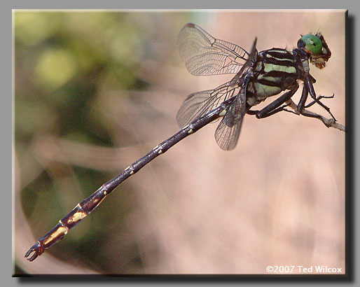 Arrow Clubtail (Stylurus spiniceps)
