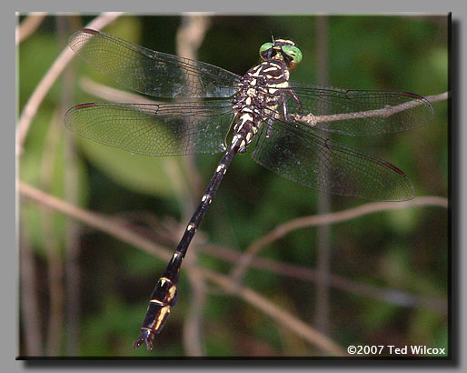 Arrow Clubtail (Stylurus spiniceps)