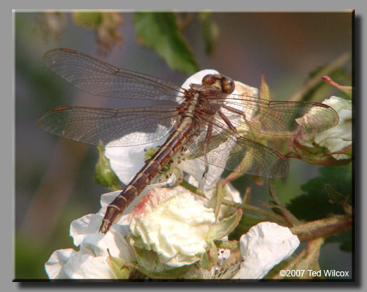 Ashy Clubtail (Gomphus lividus)