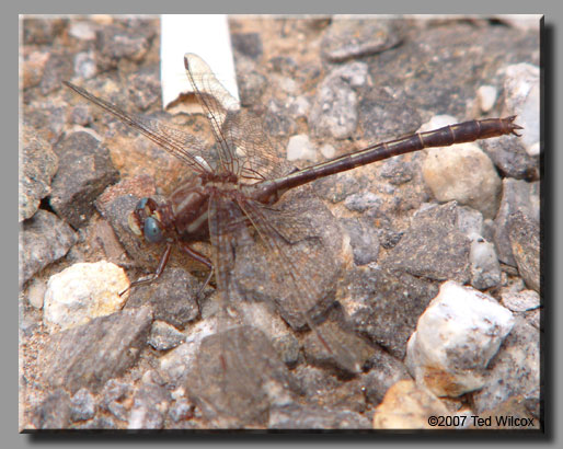Ashy Clubtail (Gomphus lividus)