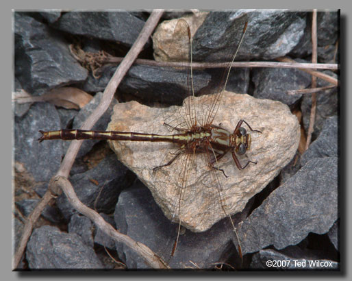 Ashy Clubtail (Gomphus lividus)