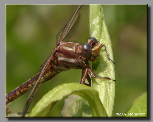 Ashy Clubtail (Gomphus lividus)