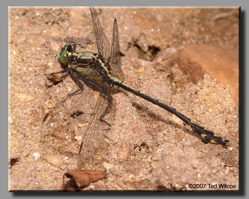 Black-shouldered Spinyleg (Dromogomphus spinosus)