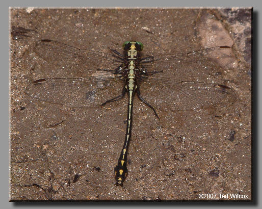 Black-shouldered Spinyleg (Dromogomphus spinosus)