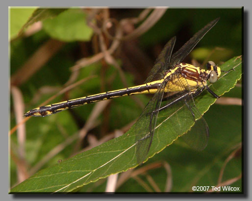 Black-shouldered Spinyleg (Dromogomphus spinosus)