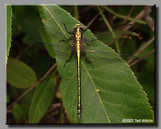 Black-shouldered Spinyleg (Dromogomphus spinosus)
