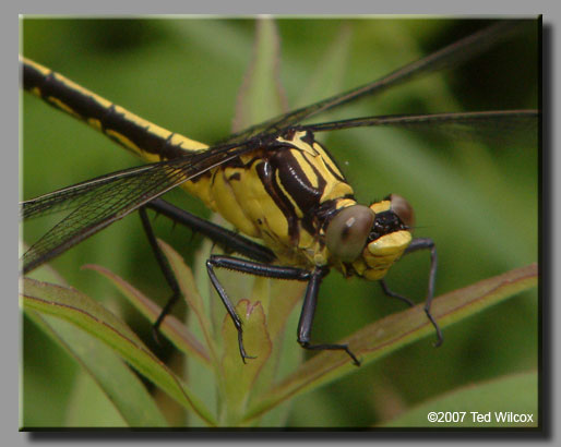 Black-shouldered Spinyleg (Dromogomphus spinosus)