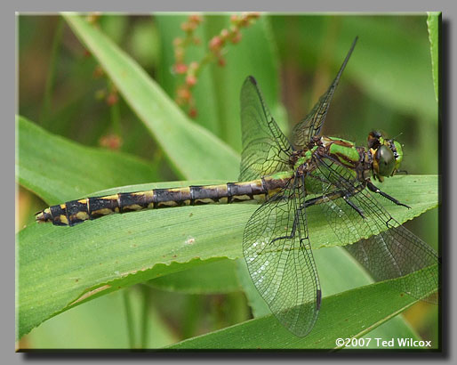Brook Snaketail (Ophiogomphus aspersus)