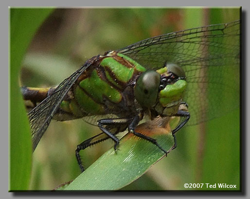 Brook Snaketail (Ophiogomphus aspersus)