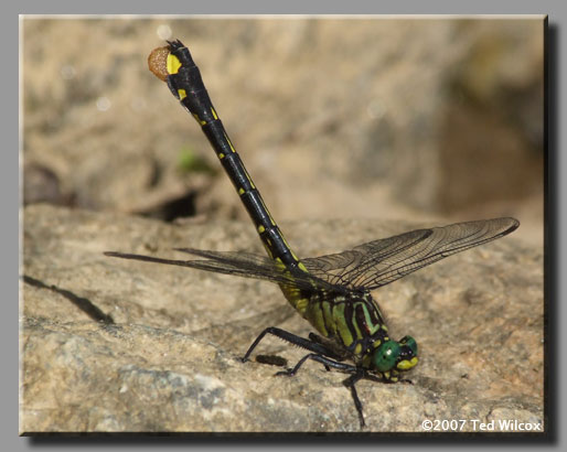Cobra Clubtail (Gomphus vastus)