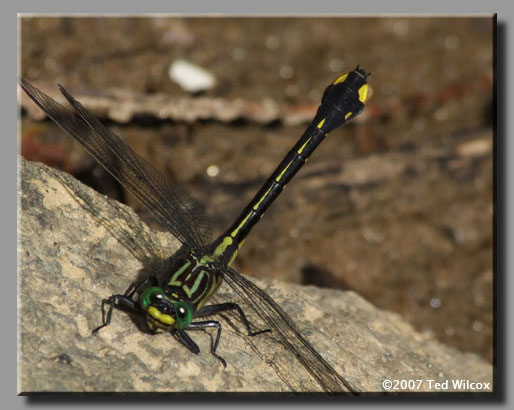 Cobra Clubtail (Gomphus vastus)
