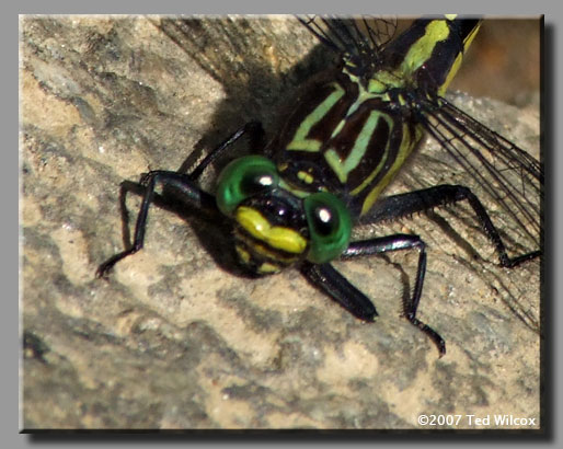 Cobra Clubtail (Gomphus vastus)
