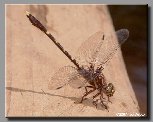 Common Sanddragon (Progomphus obscurus)