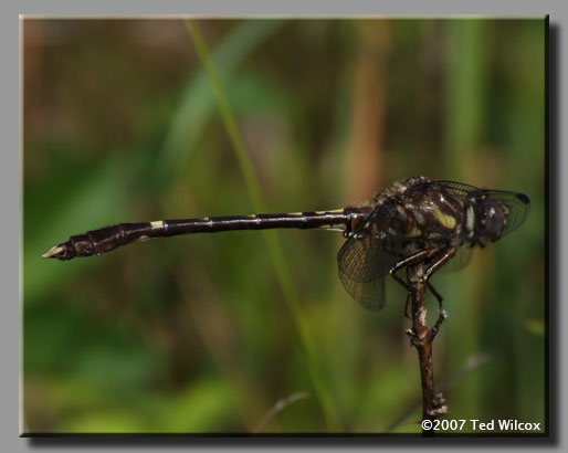 Common Sanddragon (Progomphus obscurus)