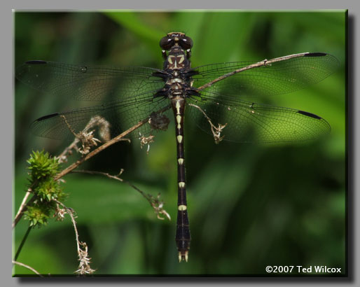 Common Sanddragon (Progomphus obscurus)