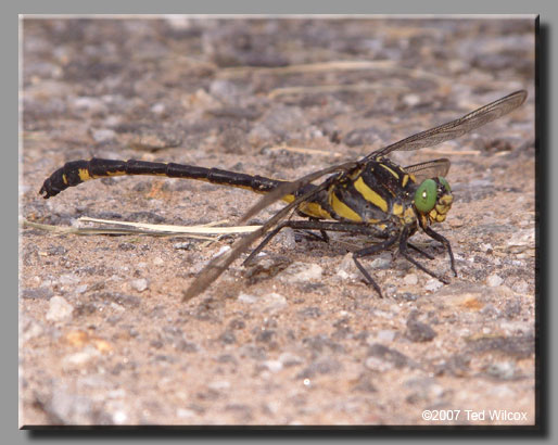 Dragonhunter (Hagenius brevistylus)