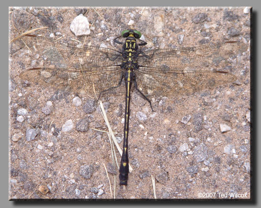 Dragonhunter (Hagenius brevistylus)