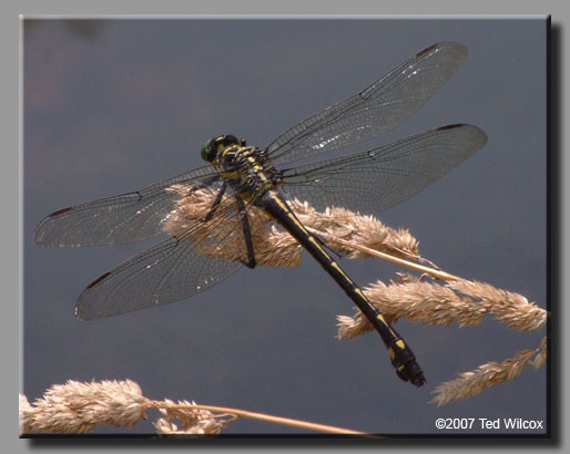 Dragonhunter (Hagenius brevistylus)