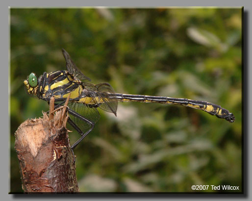 Dragonhunter (Hagenius brevistylus)