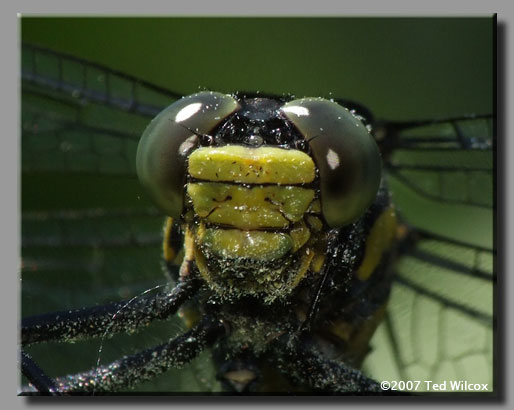 Dragonhunter (Hagenius brevistylus)