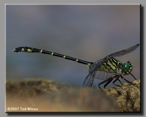 Eastern Least Clubtail (Stylogomphus albistylus)