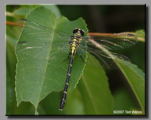 Eastern Least Clubtail (Stylogomphus albistylus)