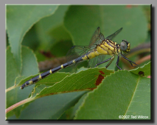 Eastern Least Clubtail (Stylogomphus albistylus)