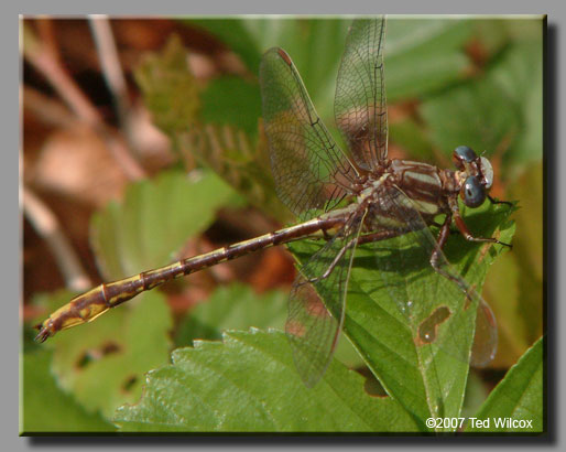 Lancet Clubtail (Gomphus exilis)
