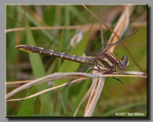 Lancet Clubtail (Gomphus exilis)