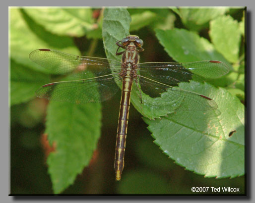 Lancet Clubtail (Gomphus exilis)