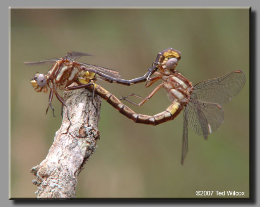 Lancet Clubtail (Gomphus exilis)