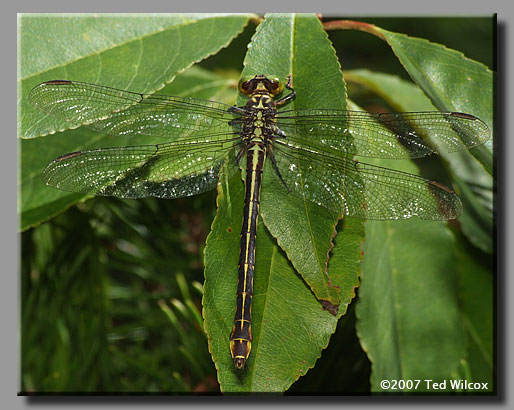 Laura's Clubtail (Stylurus laurae)