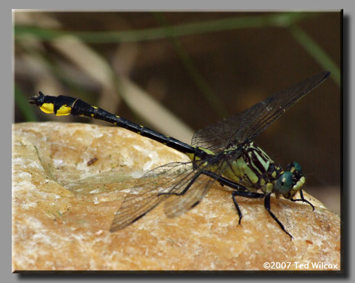 Piedmont Clubtail (Gomphus parvidens)