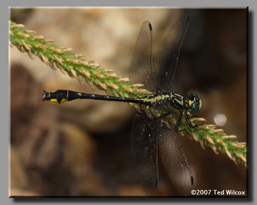 Piedmont Clubtail (Gomphus parvidens)