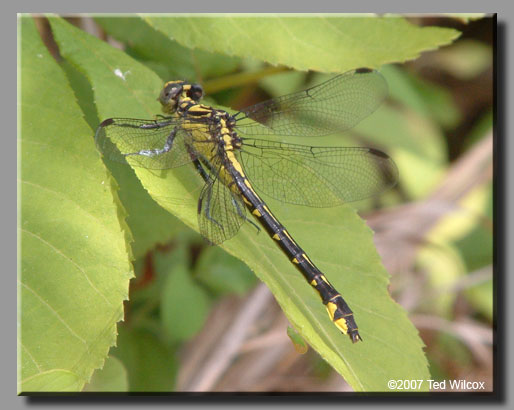 Piedmont Clubtail (Gomphus parvidens)
