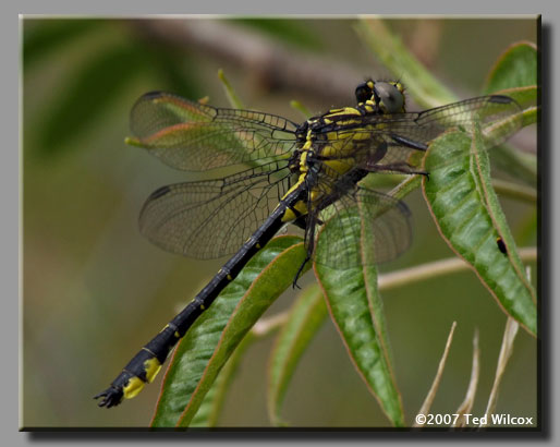 Piedmont Clubtail (Gomphus parvidens)