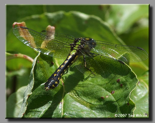 Pygmy Snaketail (Ophiogomphus howei)