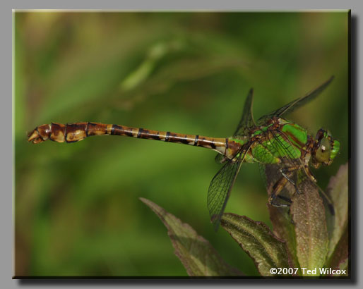 Rusty Snaketail (Ophiogomphus rupinsulensis)